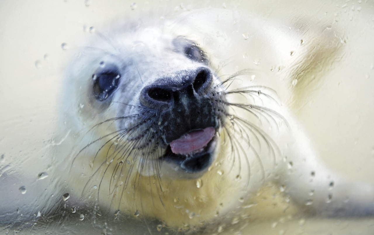 Hallan diferencias de comportamiento en cachorros de foca gris