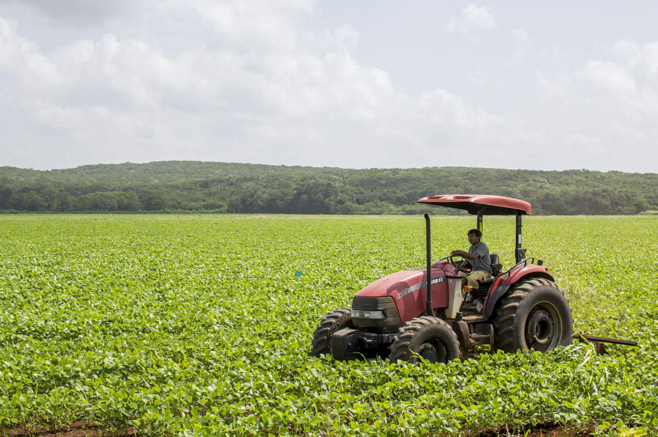 El sector agroindustrial  también genera empleos indirectos para más 104 mil personas en nuestro país. (ARCHIVO)