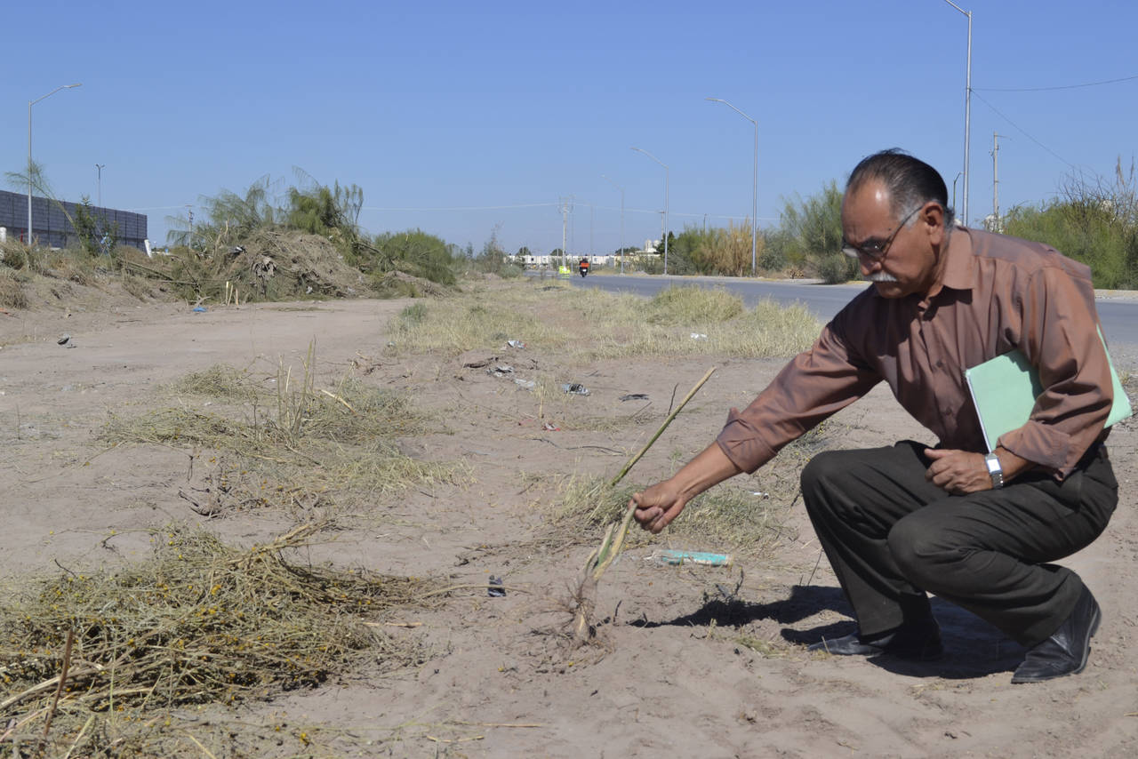 Eliminan árboles. Tumban población de mezquite americano en el bulevar Torreón 2000. (EDITH GONZÁLEZ)