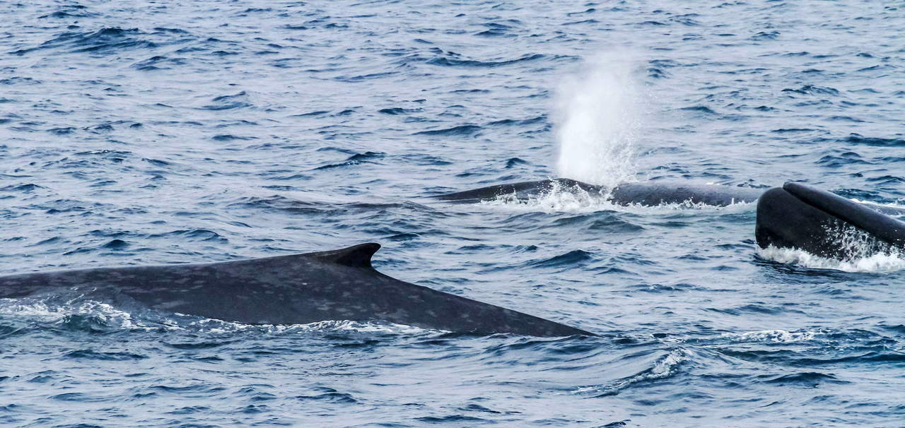 Ballenas azules son diestras a profundidad y zurdas en la superficie