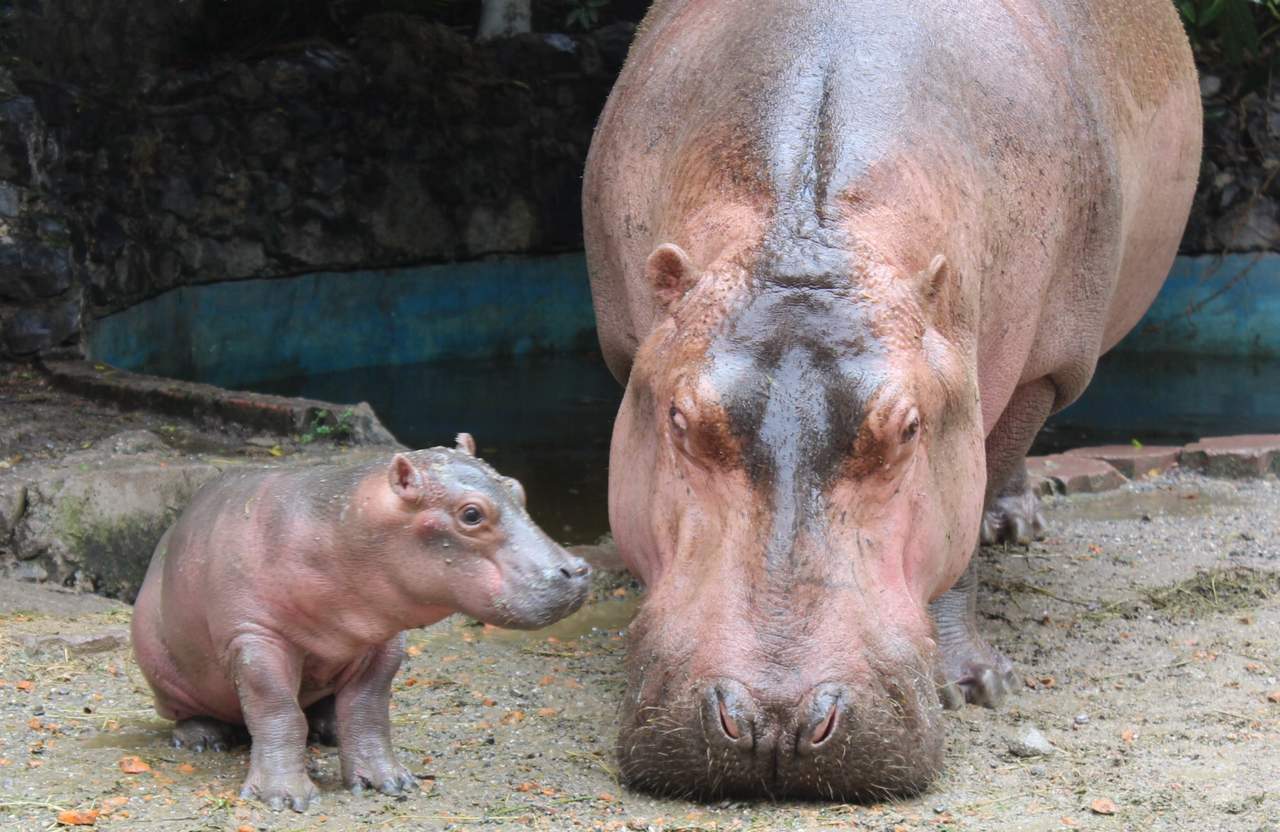 Anteriormente ambos ejemplares habían concebido a otra cría, la cual fue asesinada por el macho, dada la territorialidad que impera en dicha especie; por tales motivos y para evitar que lo anterior se repitiera personal de Zooselva ubicó al ejemplar macho en otro estanque. (ARCHIVO)