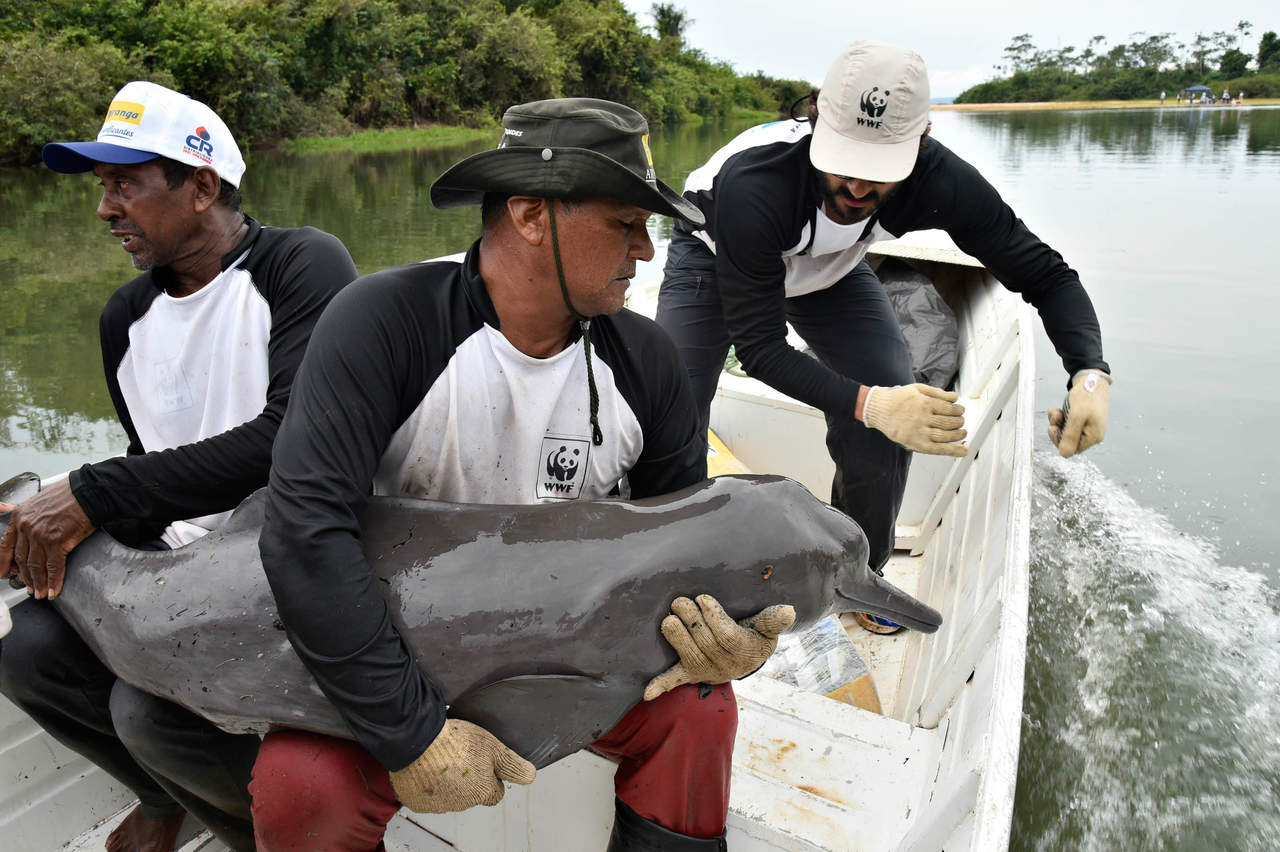 Un total de 11 delfines son observados a diario por un grupo de investigadores con el objetivo de registrar el trayecto realizado por los cetáceos, recoger informaciones sobre el perfil genético y verificar, entre otros aspectos, su contaminación por mercurio. (EFE)