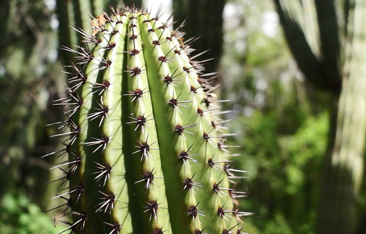 El santuario dispone de acceso libre para todo tipo de visitantes, a quienes ofrece fenómenos biológicos singulares de la planta mexicana más icónica. (EFE)