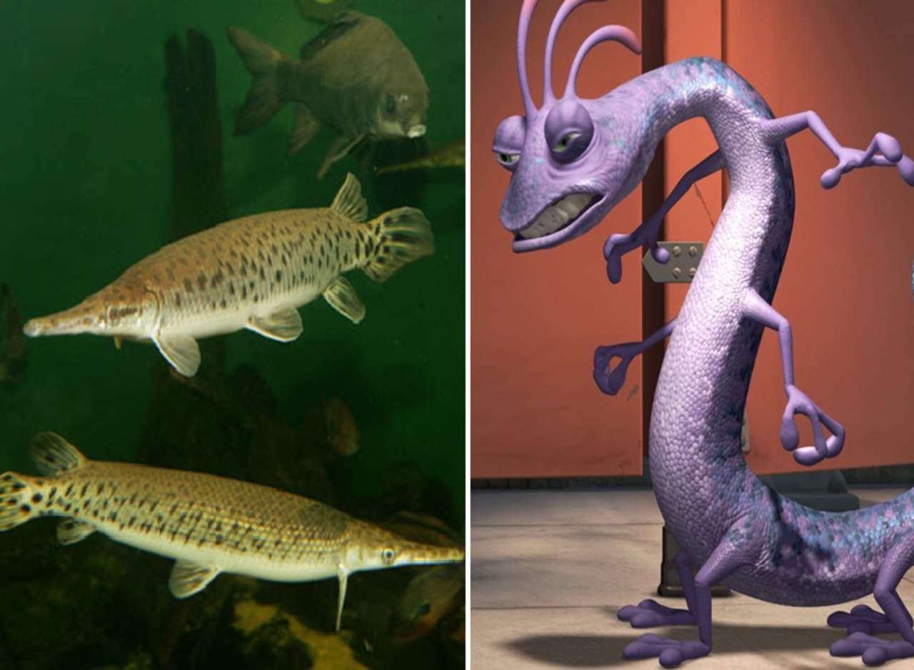 ¿Se habrán inspirado los animadores en este pez cuando crearon al personaje animado? (INTERNET)