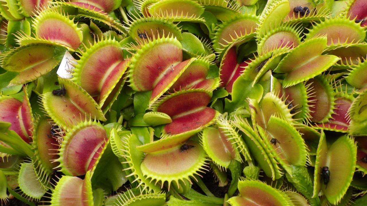 Durante sus ensayos observaron cómo la planta denominada Dionaea Atrapamoscas dejaba de generar señales eléctricas y sus trampas continuaban abiertas al tacto. (ESPECIAL)
