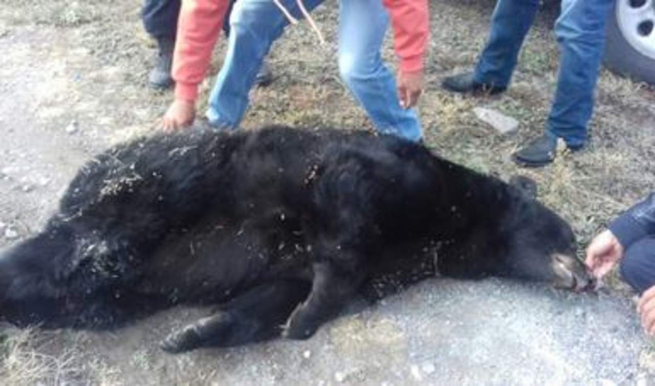 Hallan oso negro sin vida y con un impacto de bala en Saltillo