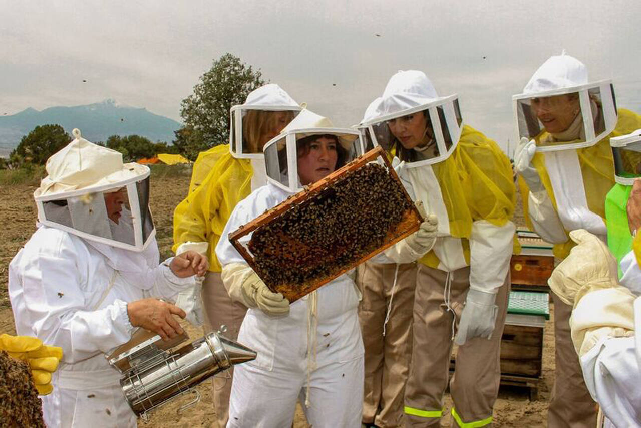 Producción. Este año la apicultura subsistió, pero aún se quedó corta en comparación con 2016. (EL SIGLO DE TORREÓN)