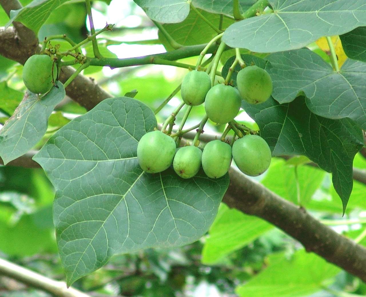 Realiza experimentos para elaborar diésel con la “Jatropha curca”, un arbusto capaz de asimilar dióxido de carbono y producir aceites especiales. (ESPECIAL)