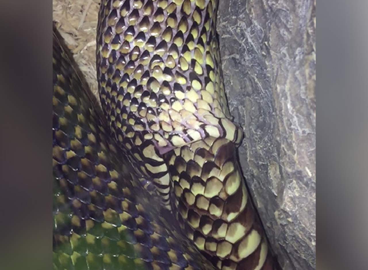 El dueño del animal ha sido acusado de causarle estrés a la serpiente. (YOUTUBE)