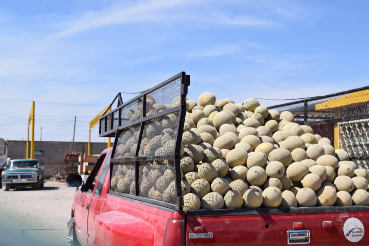 “Estuvimos viendo y analizando la situación de los meloneros en el municipio de Matamoros para ayudarlos y hay muchas que planteamos para tomar definiciones, en el tema de la comercialización, pero la semana que entra nos reuniremos con los meloneros, porque al final son ellos los que deciden”, detalló. (ARCHIVO)