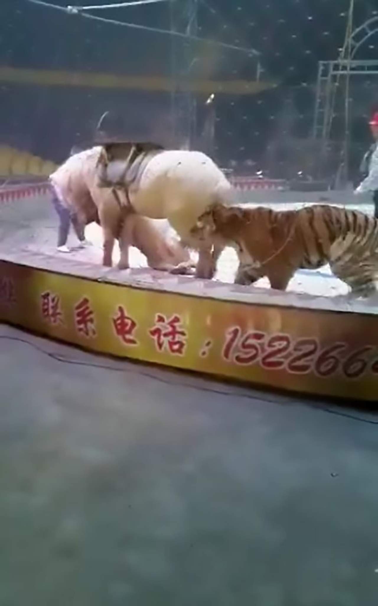 VIDEO: Caballo es atacado por un tigre y un león