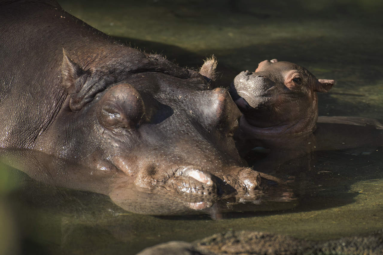 El hipopótamo nació este martes y se desconoce su peso, y si es hembra o macho, pues los encargados del programa no quieren interrumpir la cercanía de los primeros días con su madre Tuma, informó hoy la empresa Walt Disney World Resort. (EFE)