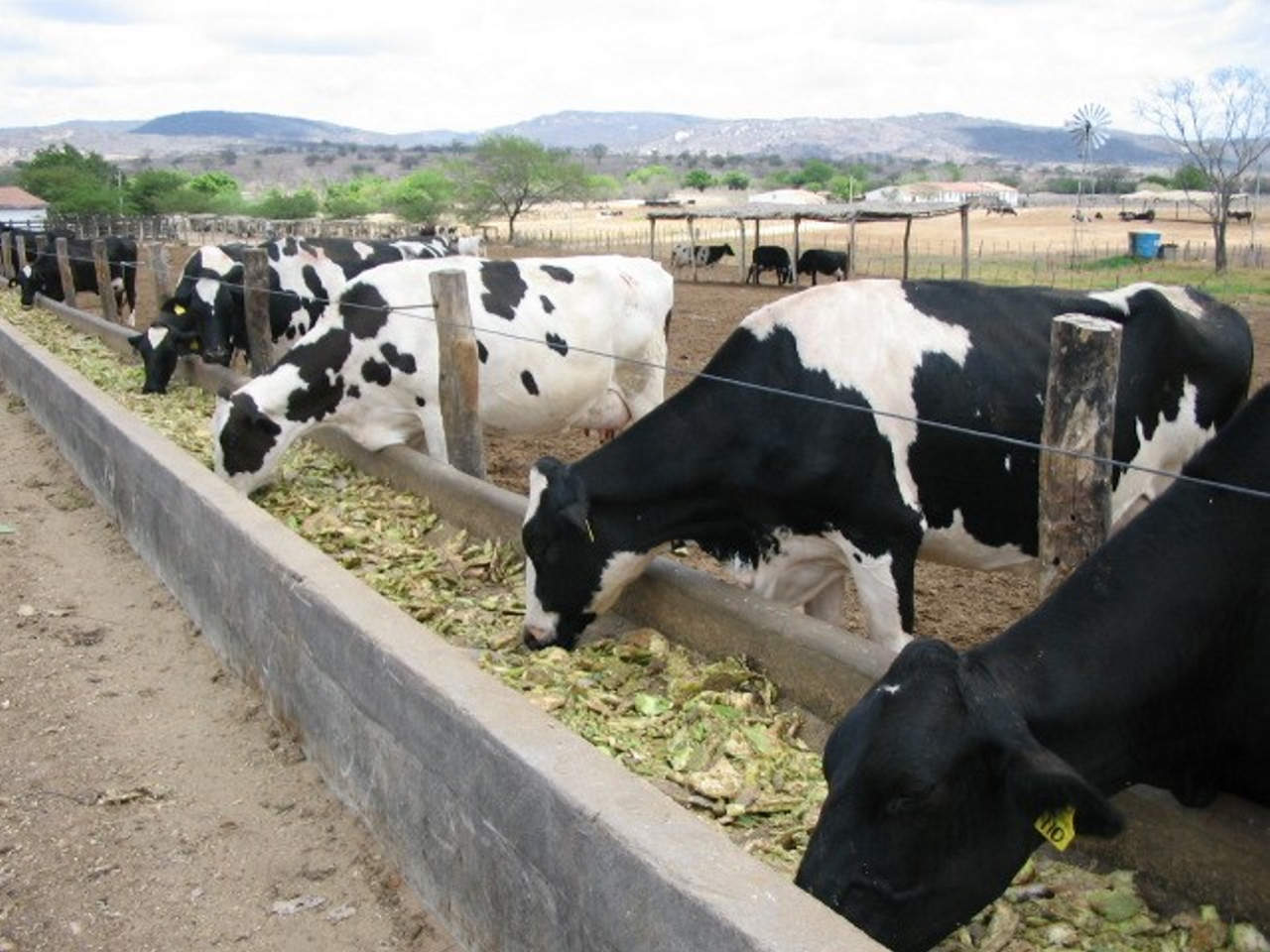 Nopal, alternativa para alimentar al ganado