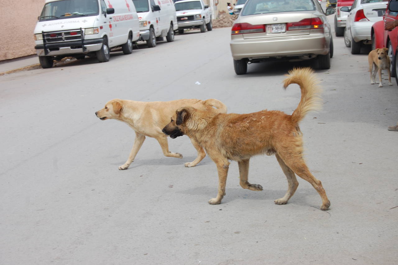 Medidas. La esterilización de perros y gatos ha contribuido a evitar que éstos se reproduzcan. (EL SIGLO DE TORREÓN)