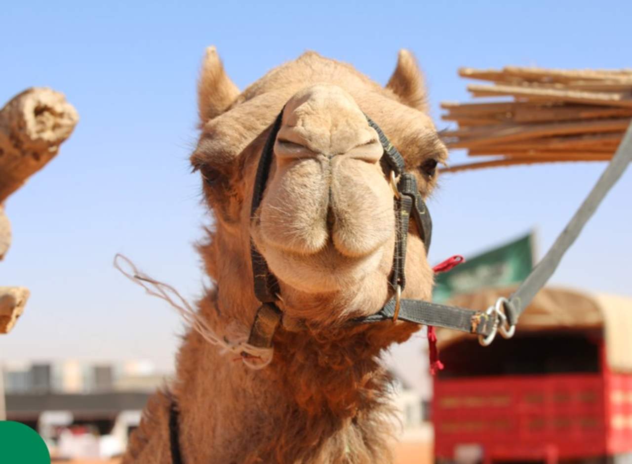 Este festival que celebra a los camellos se lleva a cabo cada año. (INTERNET)