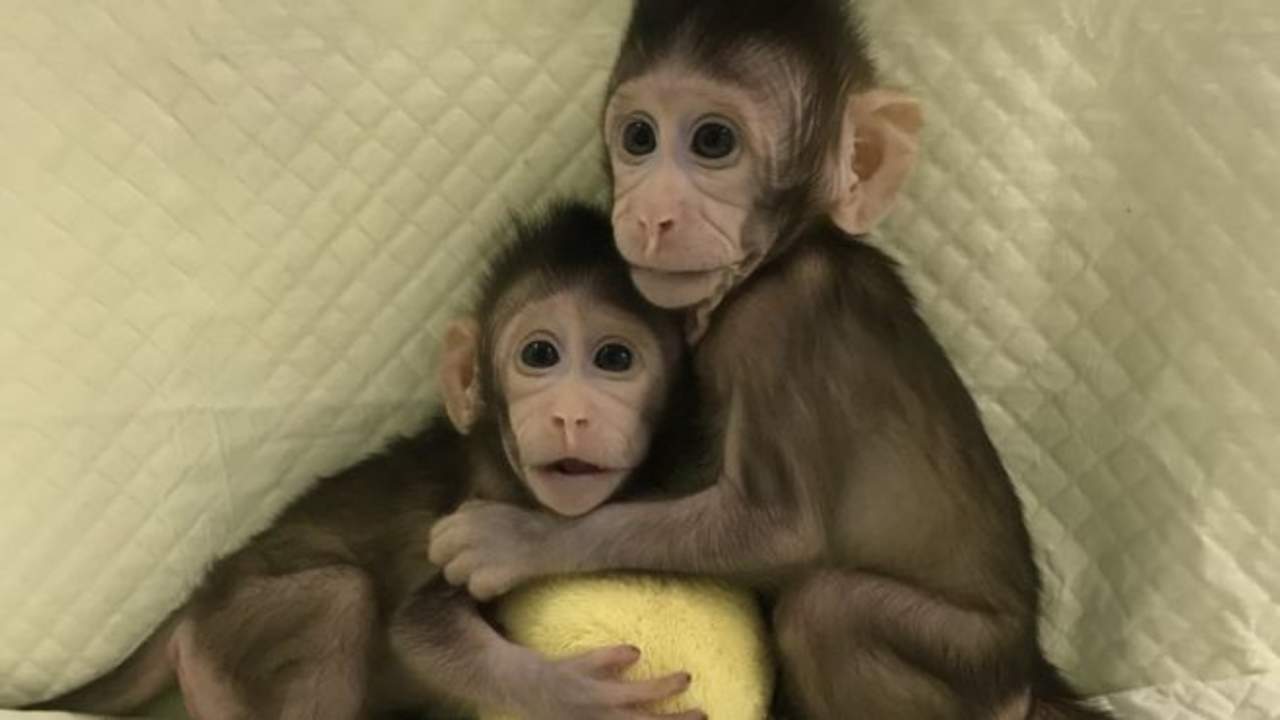
Los dos clones, llamados Zhong Zhong y Hua Hua, están vivos y sanos, aseguraron este martes en una conferencia telefónica los investigadores chinos.