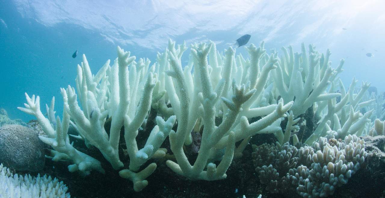 El estudio es uno de los pocos que se centra en el impacto de los plásticos en la transmisión de enfermedades en ecosistemas marinos. (ARCHIVO)