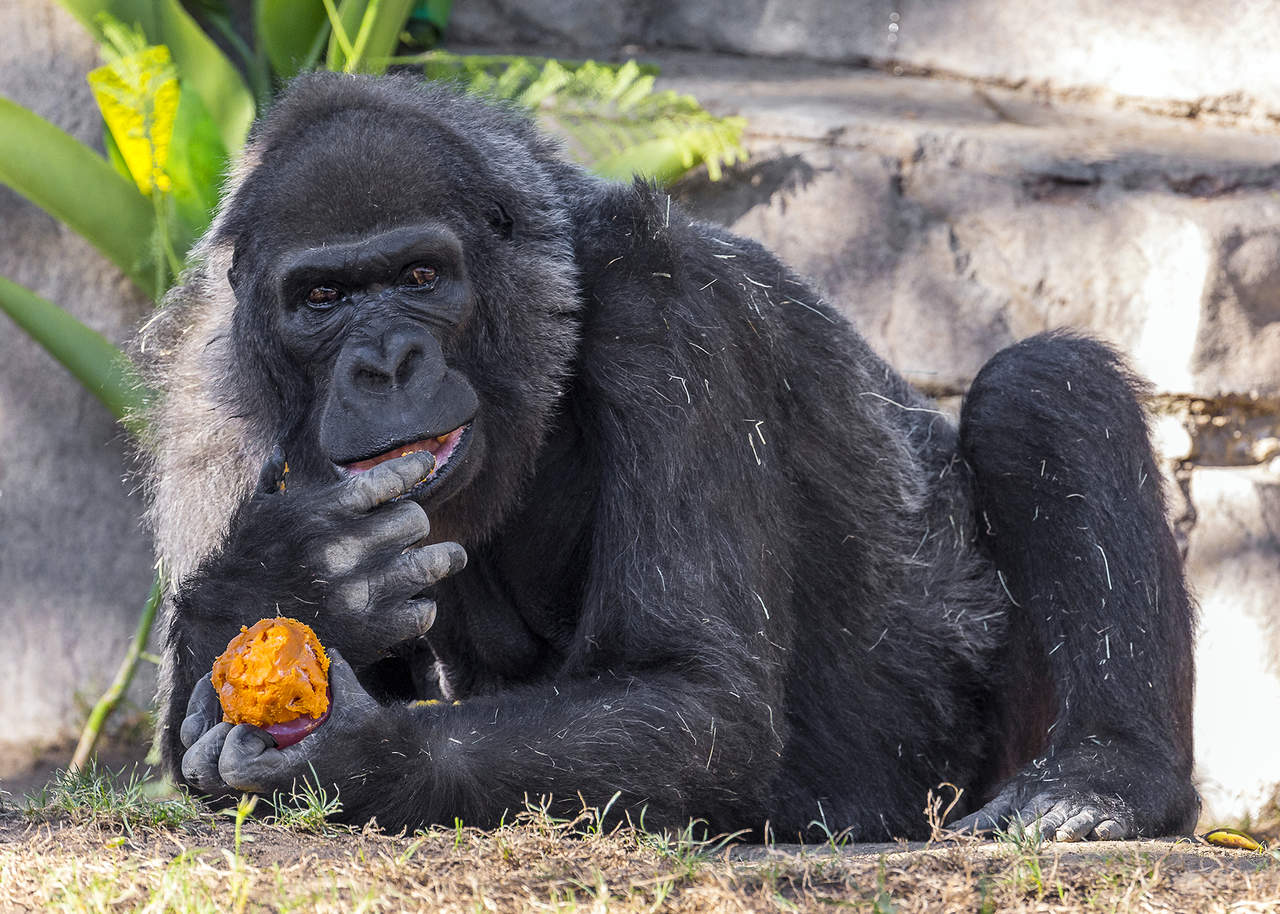 “Los miembros del zoológico, los invitados, los voluntarios y el personal la echarán de menos”, dijo en una declaración Randy Rieches, curador de mamíferos en Safari Park, sin precisar la causa de la muerte del gorila, el segundo más viejo en cautiverio. (ARCHIVO)
