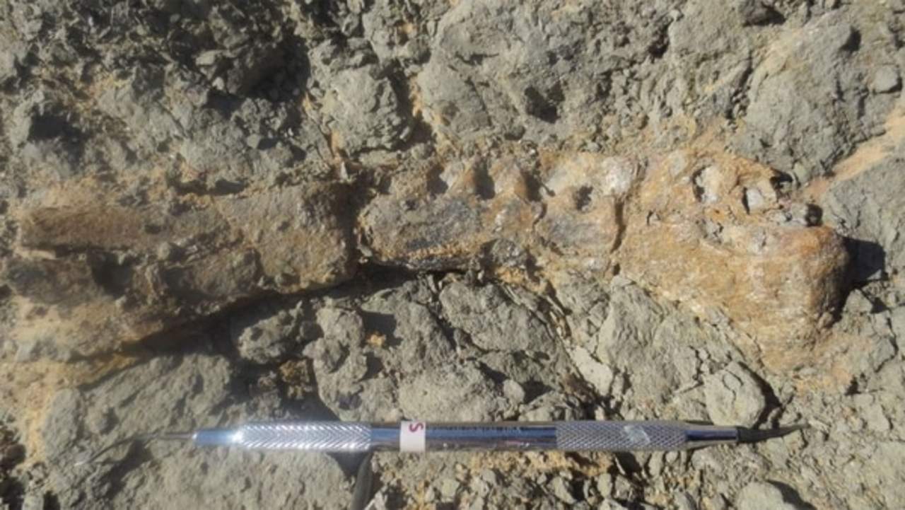 Este nuevo tipo de titanosaurio pertenece al grupo de los saurópodos, entre los que se encuentran otros grandes herbívoros de cuellos largos como el 'Argentinosaurio' o el 'Patagotitan mayorum'. (ESPECIAL)