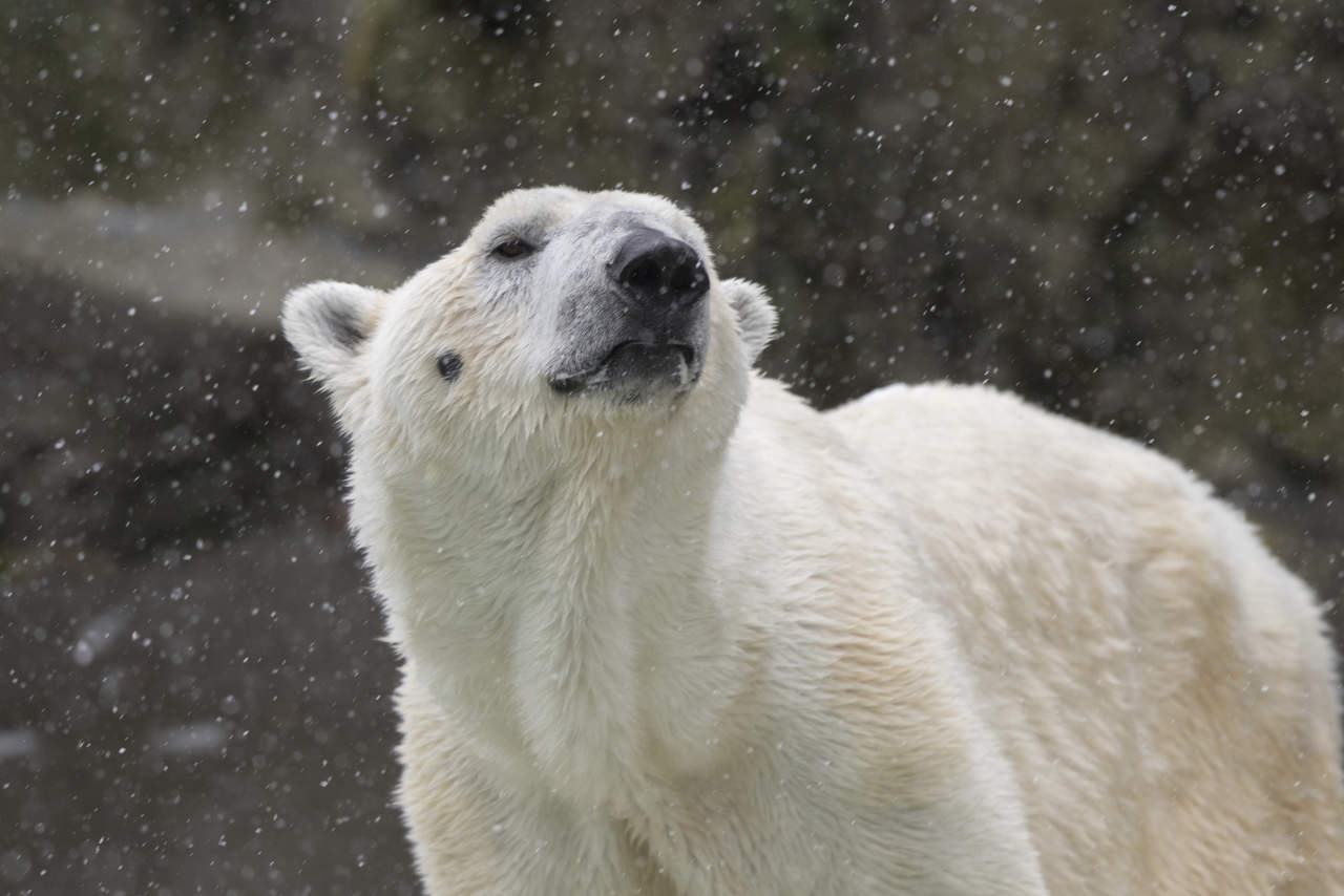 A medida que el Ártico se calienta y se derrite más hielo marino, los osos tienen que moverse en distancias 'mucho más grandes que antes', según los biólogos. (ARCHIVO)