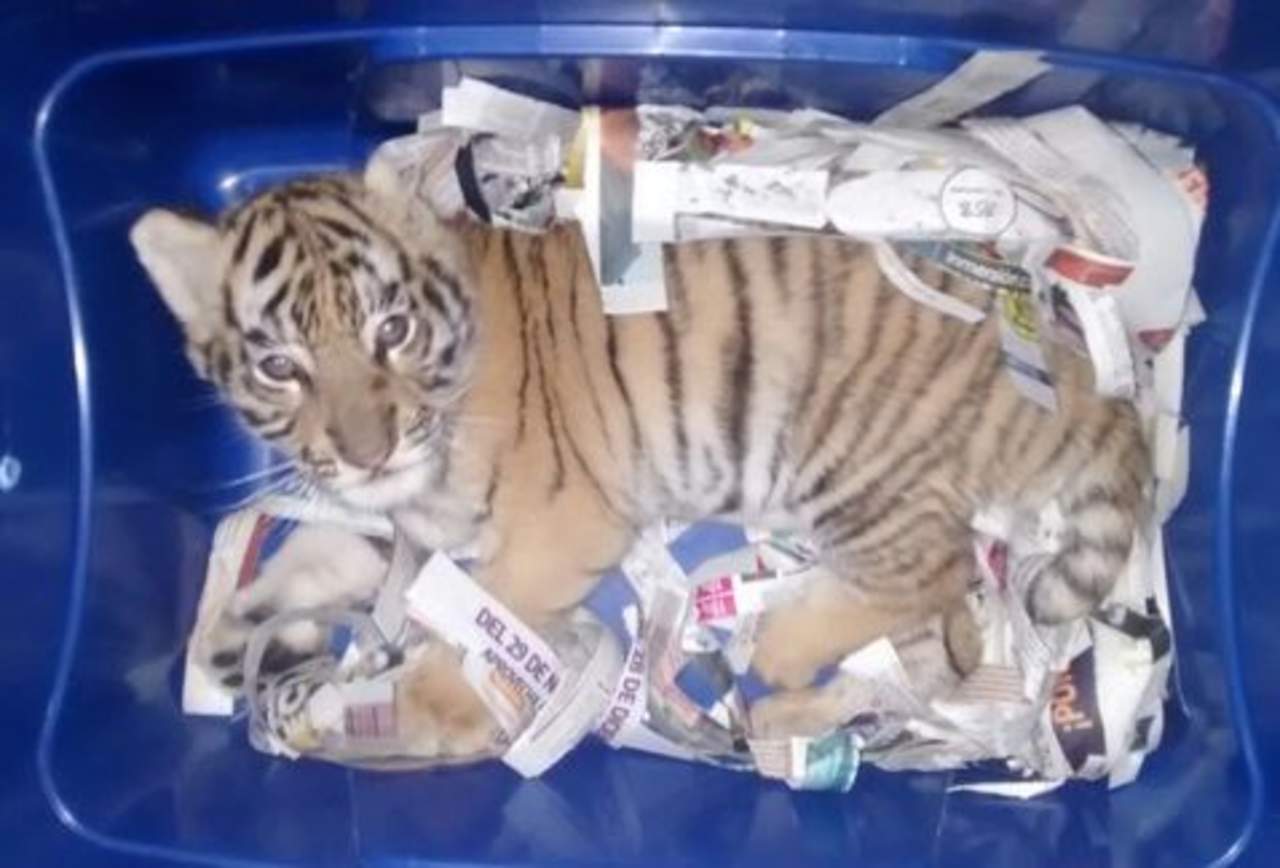  La Policía Federal aseguró un cachorro de tigre de bengala, que sería enviado de Jalisco a Querétaro, a través de una empresa de paquetería. (TWITTER)