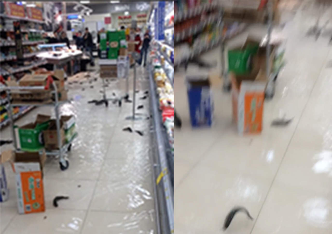 Peces vivos invaden pasillos de supermercado