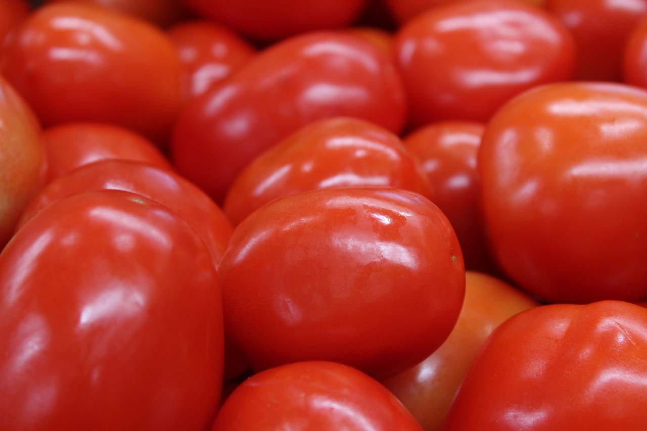 El delegado de Sagarpa indicó que los productores de tomate que exportan este producto se encuentran dentro de programas de Buenas Prácticas Agrícolas y de Manufactura. (EL SIGLO DE TORREÓN)