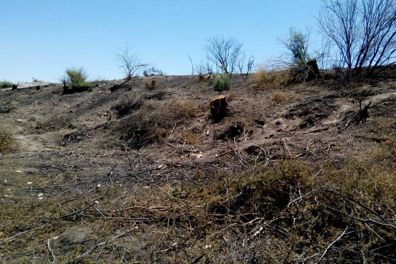 Daño. En San Pedro, Matamoros y Viesca hay un grave problema por la tala inmoderada de plantas de mezquite. (EL SIGLO DE TORREÓN) 