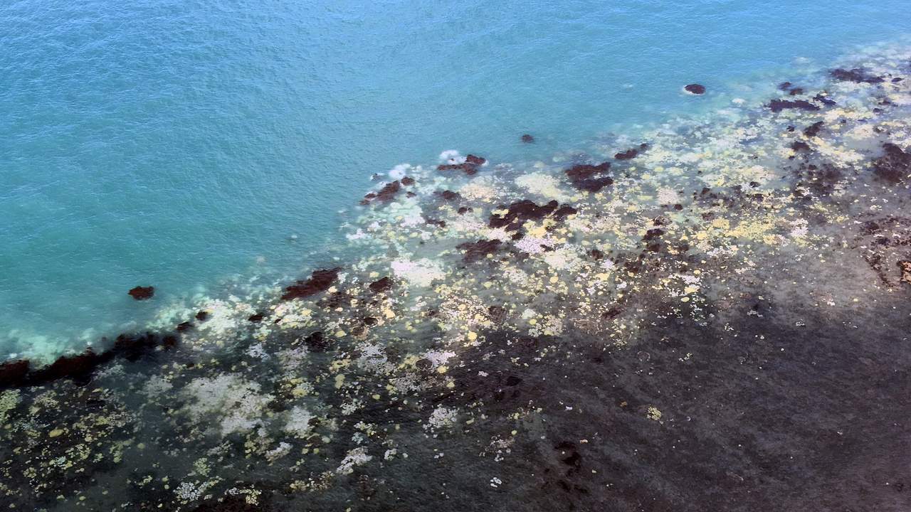 El estudio, liderado por la ONG Nature Conservancy y en el que participaron otras diez organizaciones australianas, halló que entre el 90 al 99 por ciento de estos arrecifes han desaparecido. (ARCHIVO)