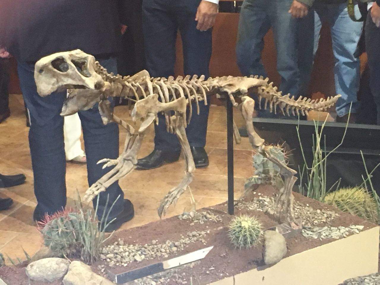 Fue la mañana de este martes que el Gobierno del Estado entregó en comodato este fósil original llamado psitacussaurus. (EL SIGLO DE TORREÓN)