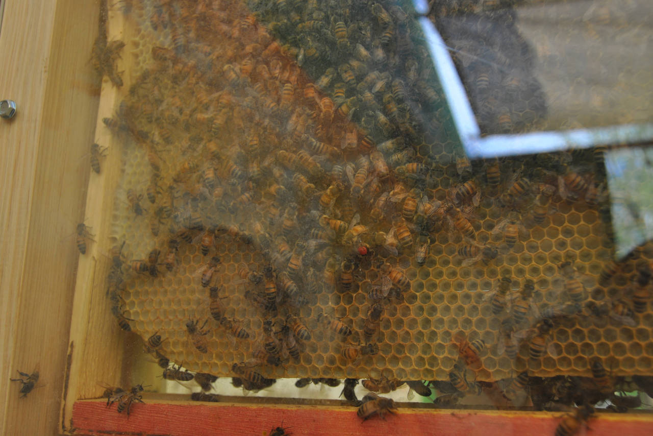 Labor. Apicultores aún no se han recuperado al 100 por ciento tras la pérdida de miles de abejas a finales del 2015. (GUADALUPE MIRANDA)