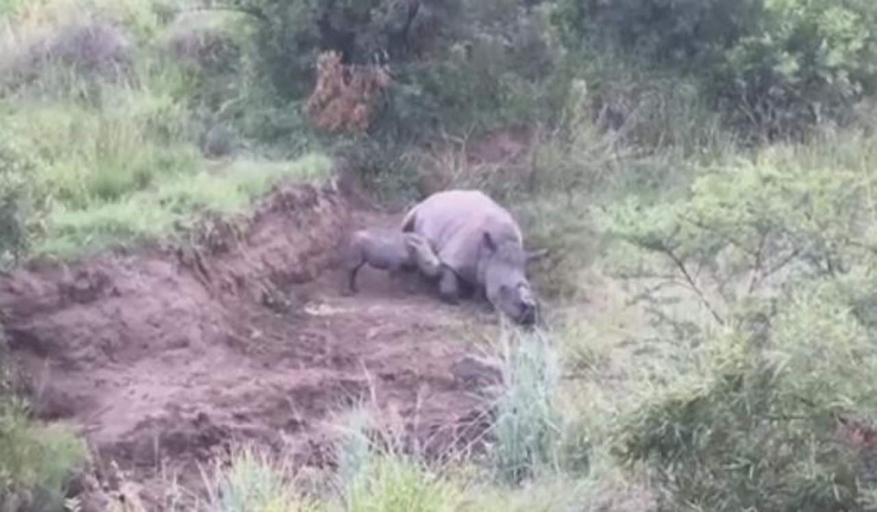 Captan a bebé rinoceronte con cadáver de su madre