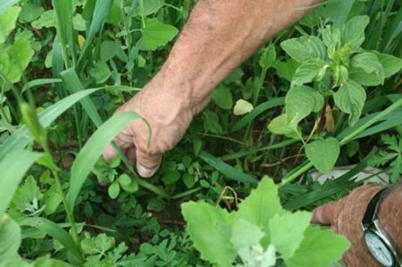 Consulta. La consulta para sembrar alfalfa genéticamente modificada se llevó a cabo en varios municipios de la Comarca. 