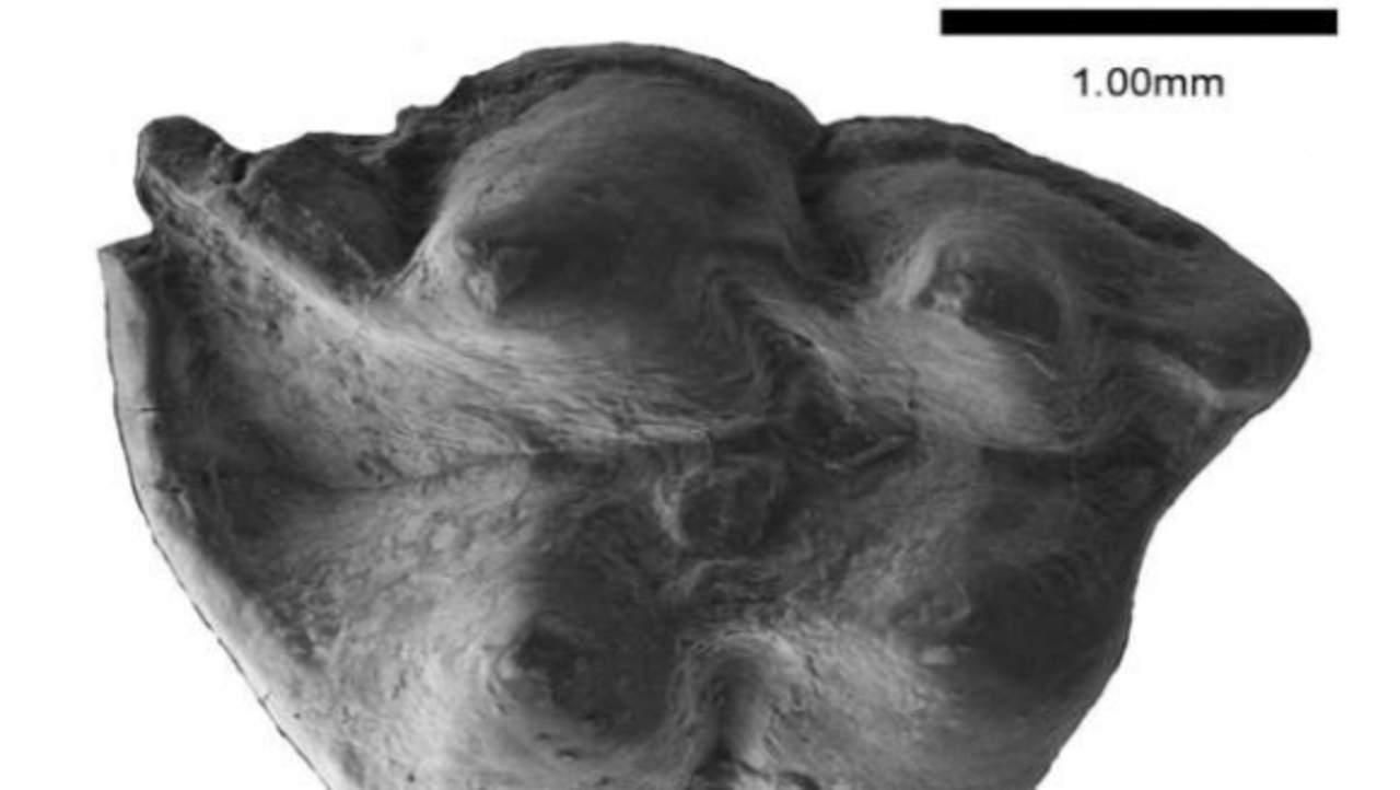 Descubren nueva especie de insectívoro fósil de hace 16 millones de años