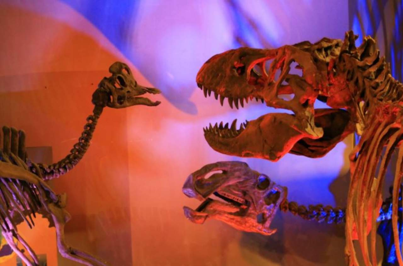 El Museo del Desierto en Saltillo, se consolida como uno de los principales centros turísticos en el país ya que es el único con museo paleontológico. (ESPECIAL)