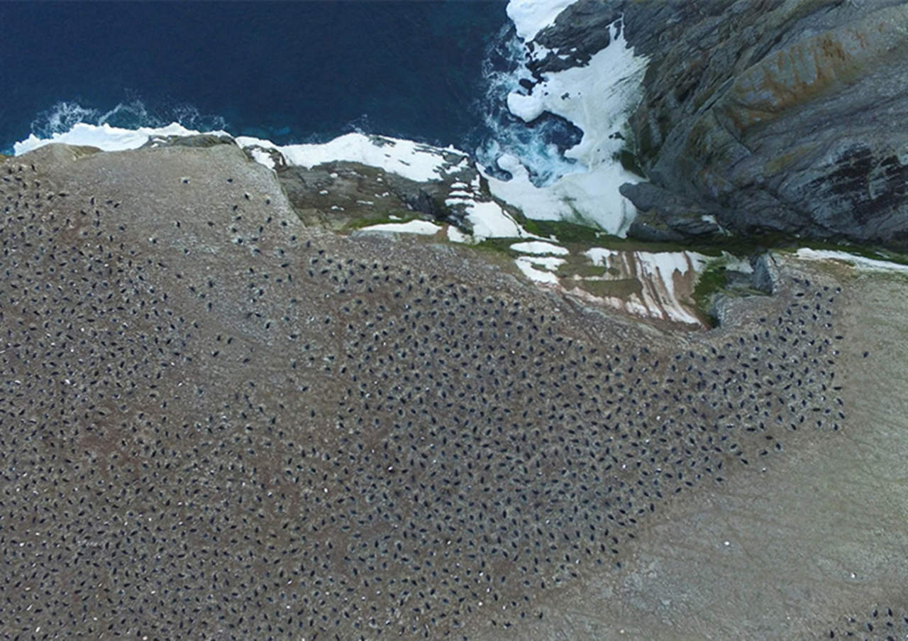 Descubren colonia con más de 1.5 millones de pingüinos