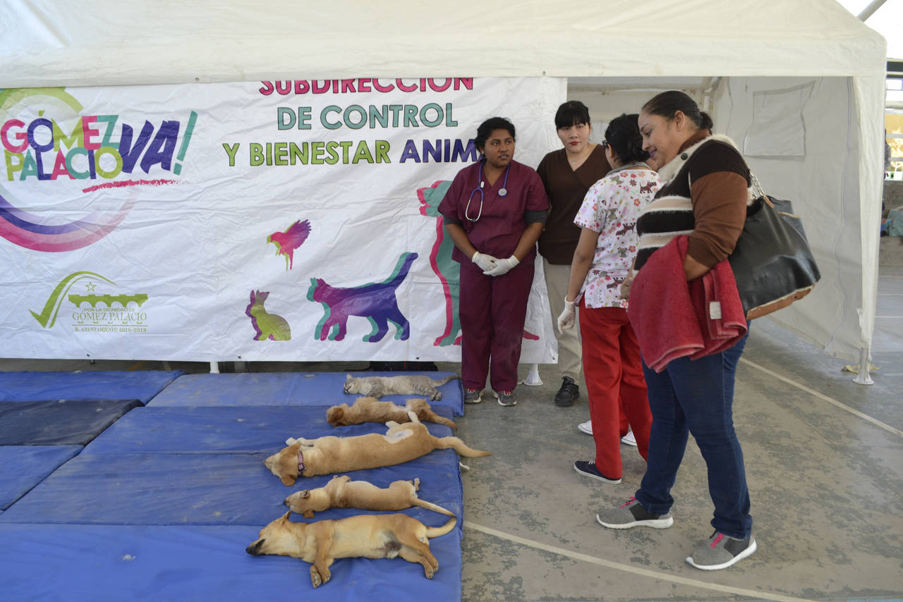 Campaña. Realizan esterilización masiva en el parque La Esperanza de Gómez Palacio, dentro de la campaña gratuita 2018. (EL SIGLO DE TORREÓN)