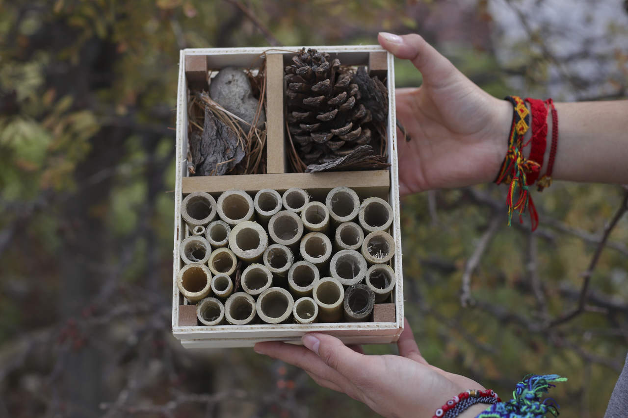 'Hoteles' para proteger a las abejas silvestres en México