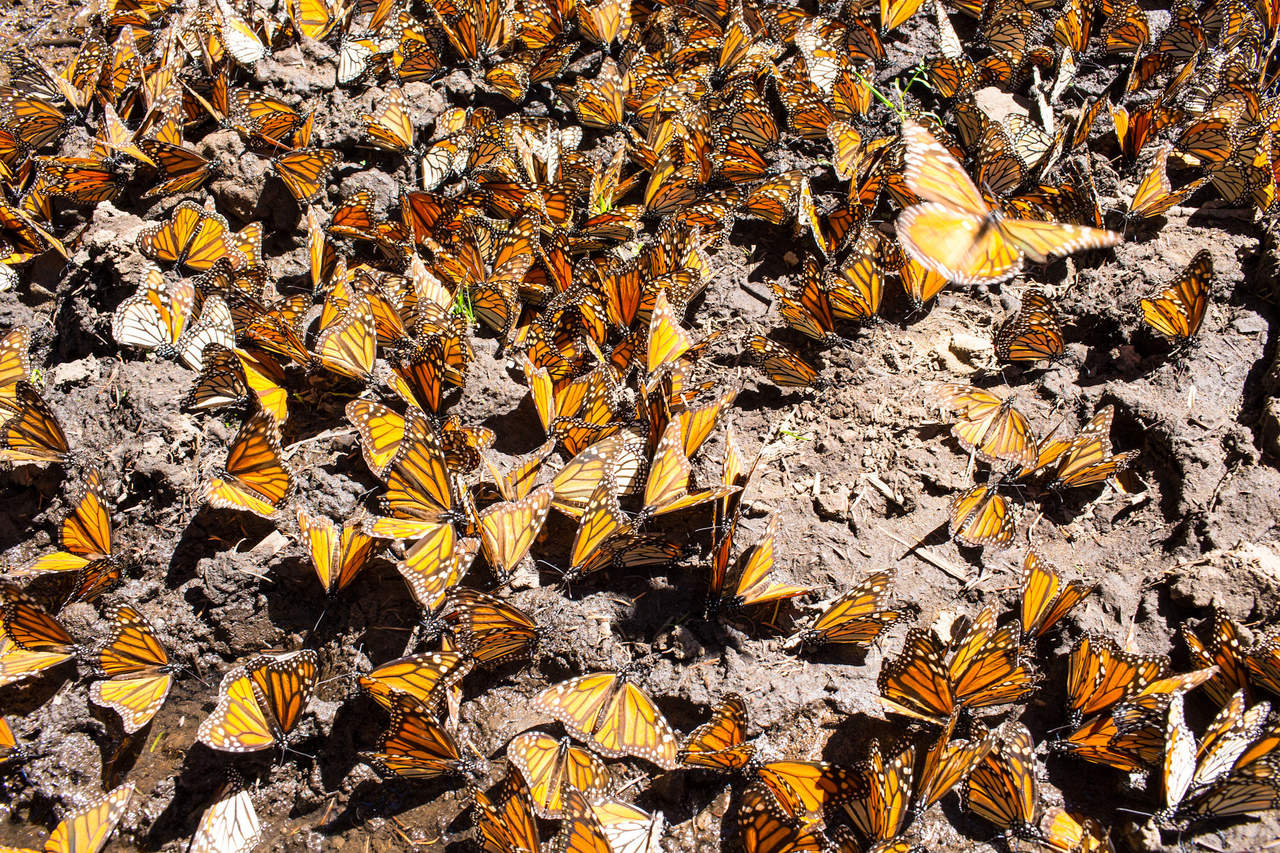 Menos mariposas monarca en México; culpan al cambio climático