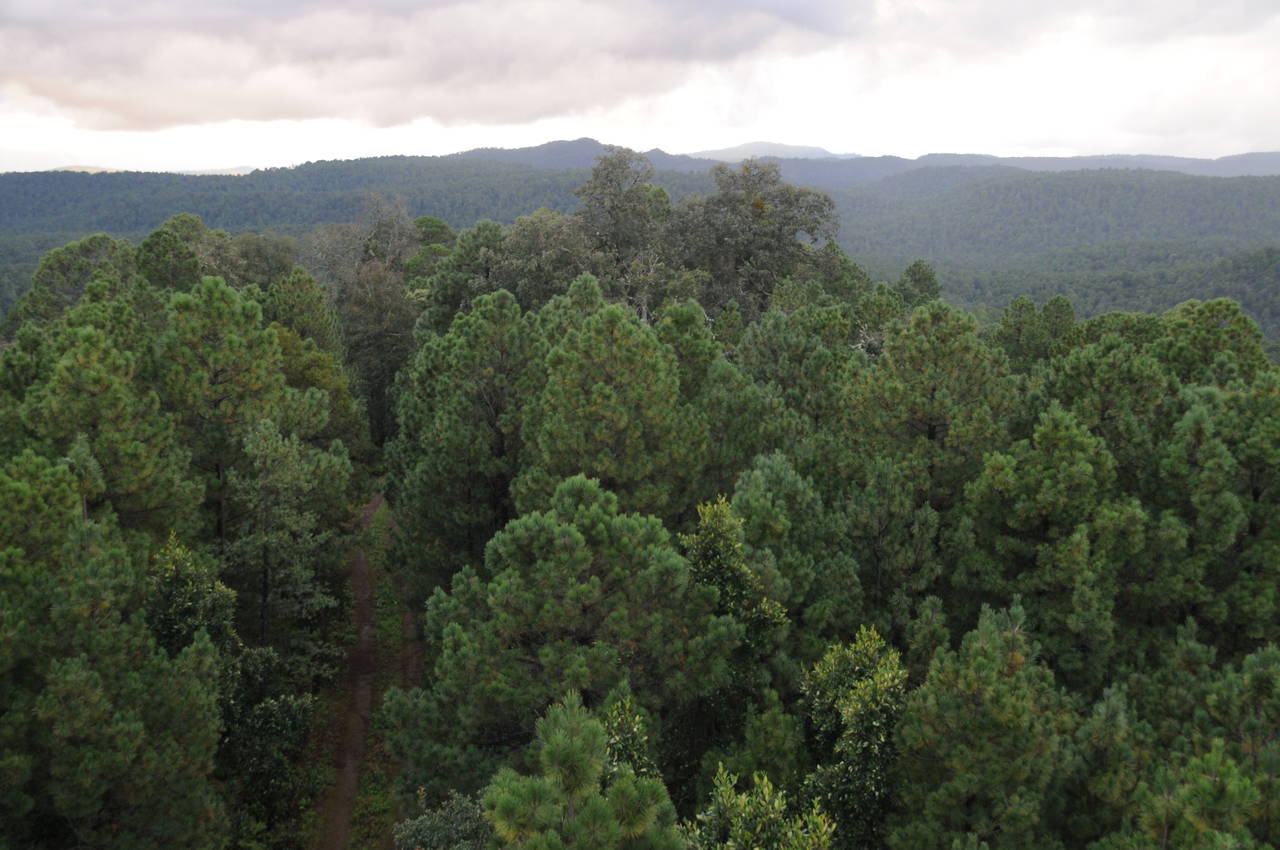 Reserva. El estado de Durango tiene la primera reserva forestal del país con una superficie de 10.5 millones de hectáreas. (EL SIGLO DE TORREÓN)