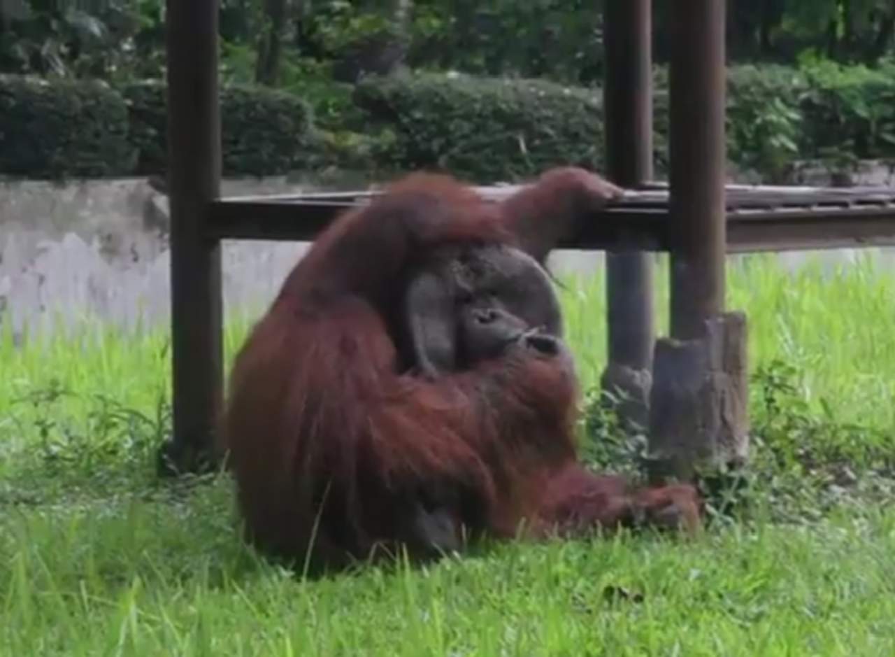 Orangután fumador visto en un zoológico causa polémica