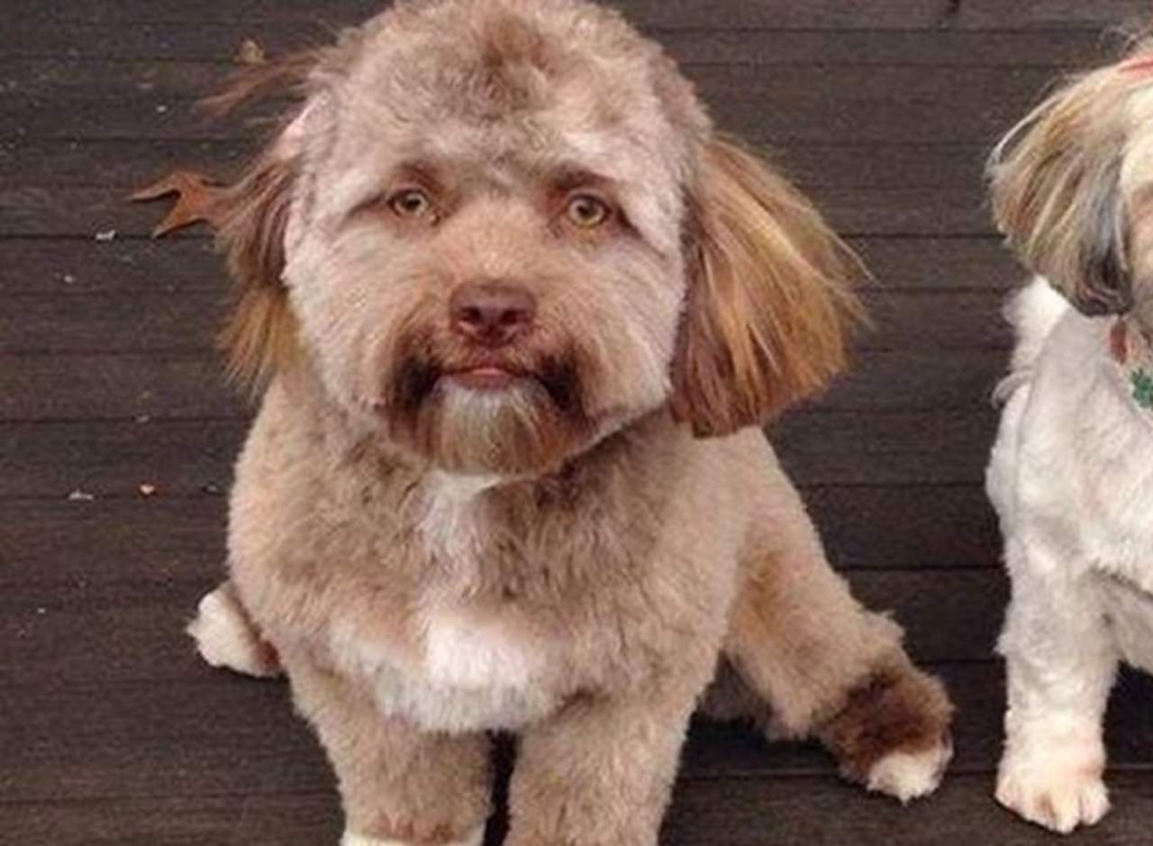 ¿Un perro con cara de humano?