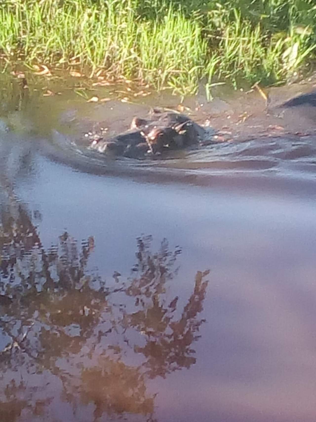 Las autoridades han expresado temor ante del hecho de que un hipopótamo anda suelto en una zona pantanosa del sur de México. (NOTIMEX)