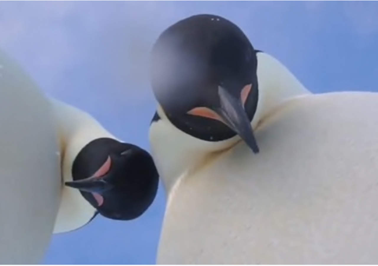 Selfie de pingüinos se hace viral en la red