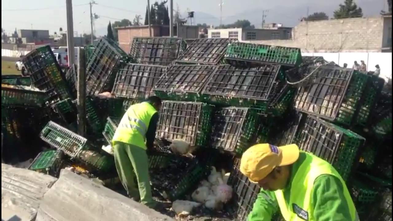 La mañana de este martes, un tráiler que transportaba 25 toneladas de gallinas vivas volcó cuando circulaba sobre el Circuito Exterior Mexiquense, en el tramo que corresponde al municipio de Ecatepec y el operador resultó lesionado. (ARCHIVO)
