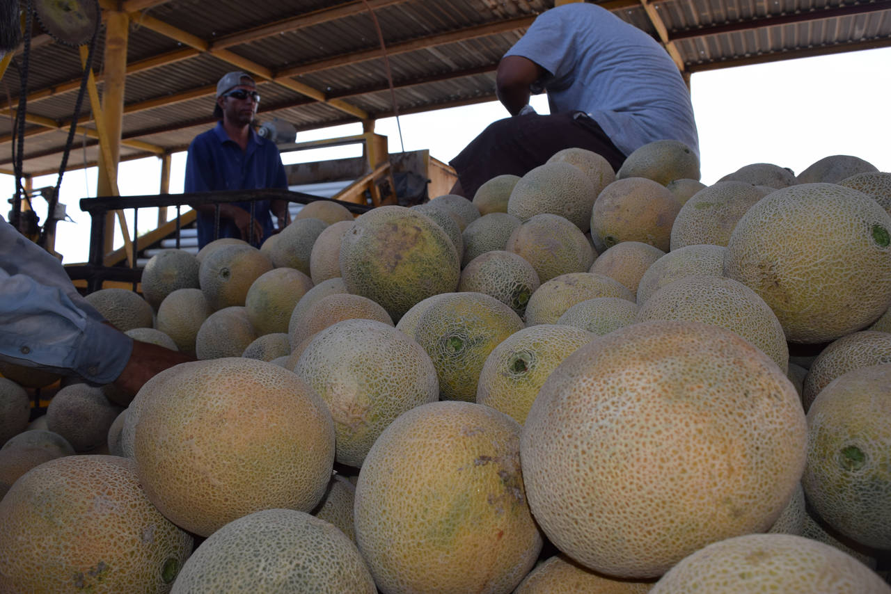 Plaga. El año pasado los residuos de los cultivos de melón y sandía, generaron un problema con la plaga de mosquita blanca. (EL SIGLO DE TORREÓN)