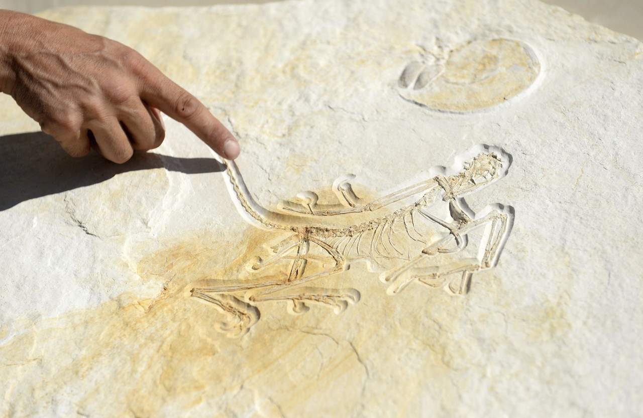 Los expertos analizaron la estructura ósea de las alas de fósiles de Archaeopteryx encontrados en Alemania a través de una novedosa técnica denominada 'microtomografía sincrotón'. (ARCHIVO)