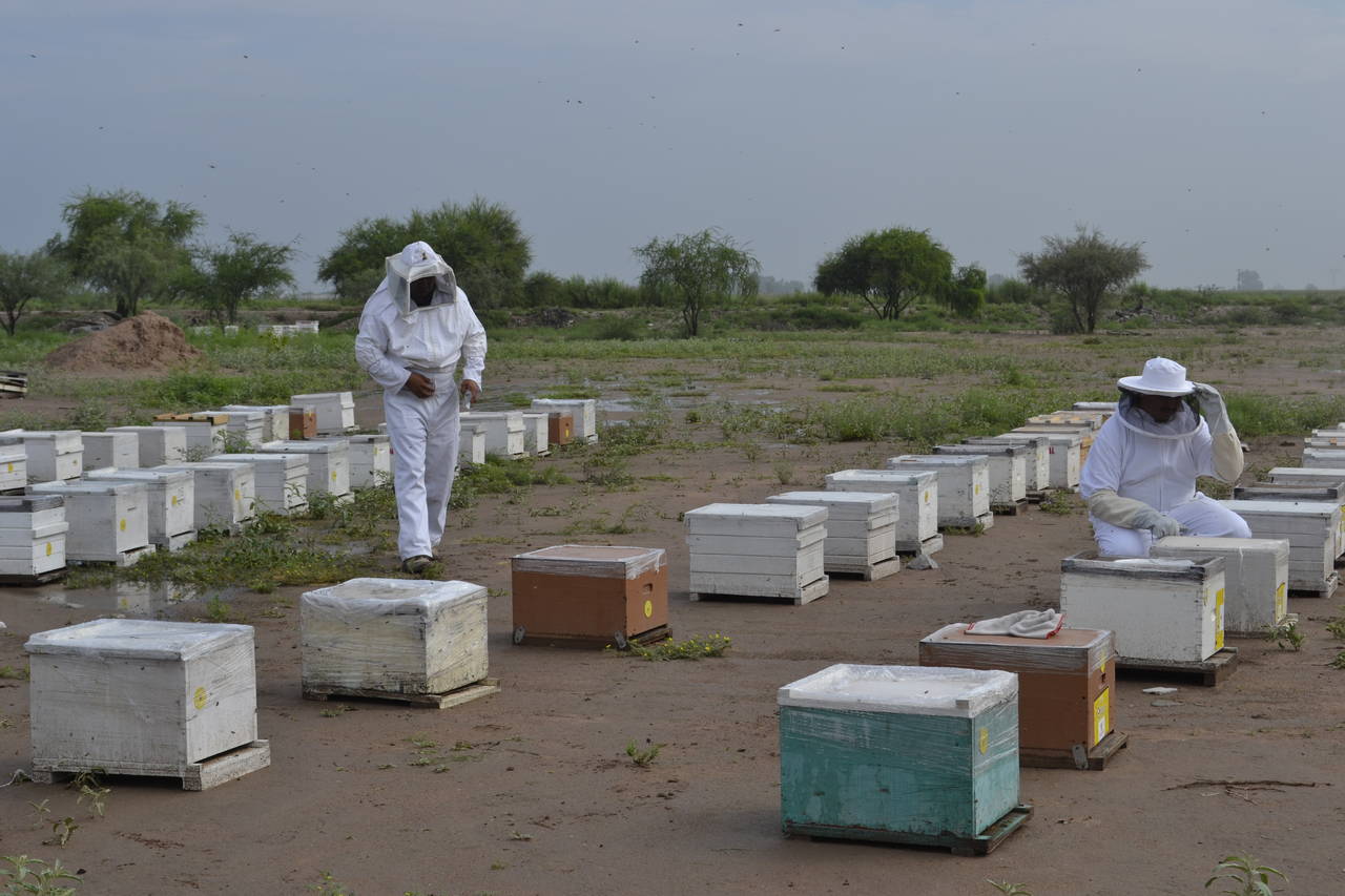 Riesgos. Apicultores de la región Lagunera de Durango, temen a que las fumigaciones en el campo vuelvan a afectar a las abejas por lo que están ya planeando medidas. (EL SIGLO DE TORREÓN)