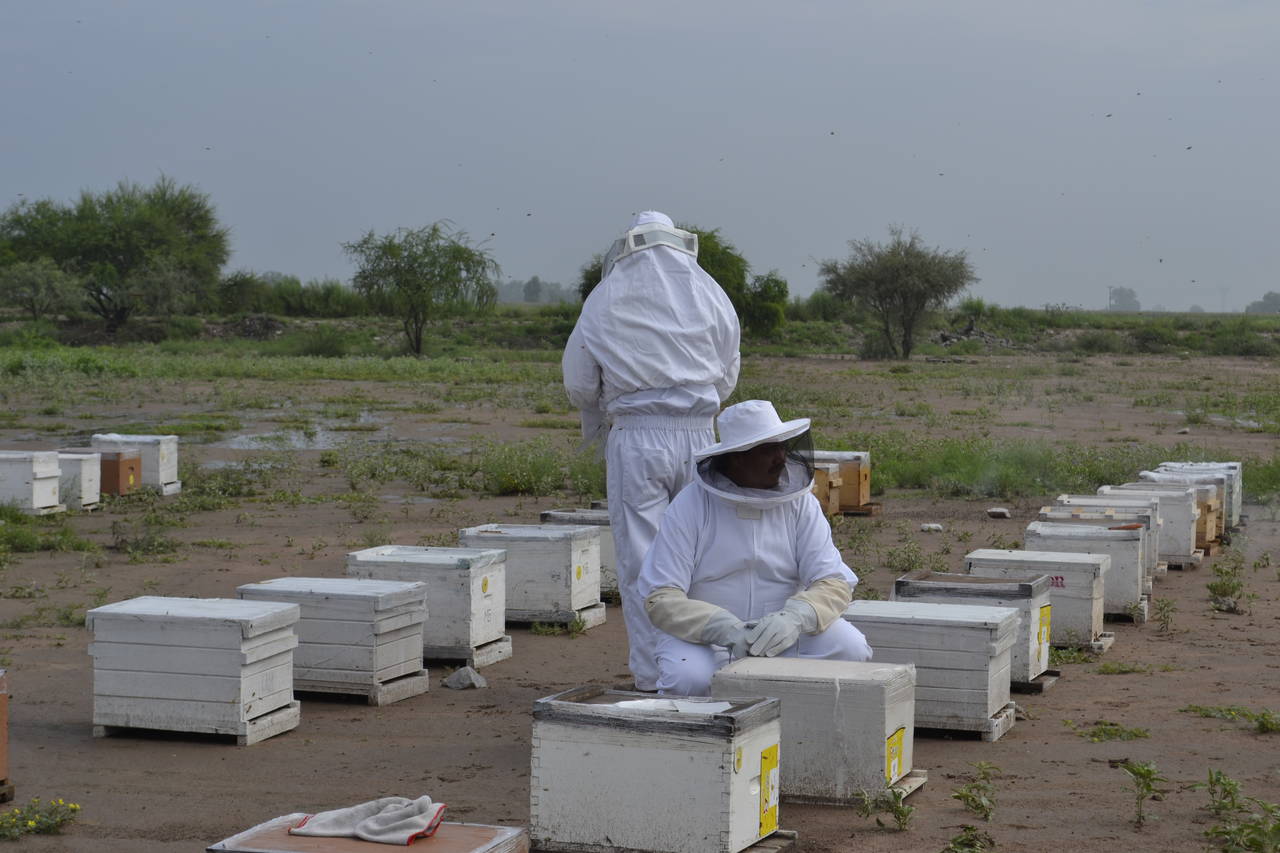 Riesgos. Apicultores de la región Lagunera de Durango, temen a que las fumigaciones en el campo vuelvan a afectar a las abejas. (EL SIGLO DE TORREÓN)