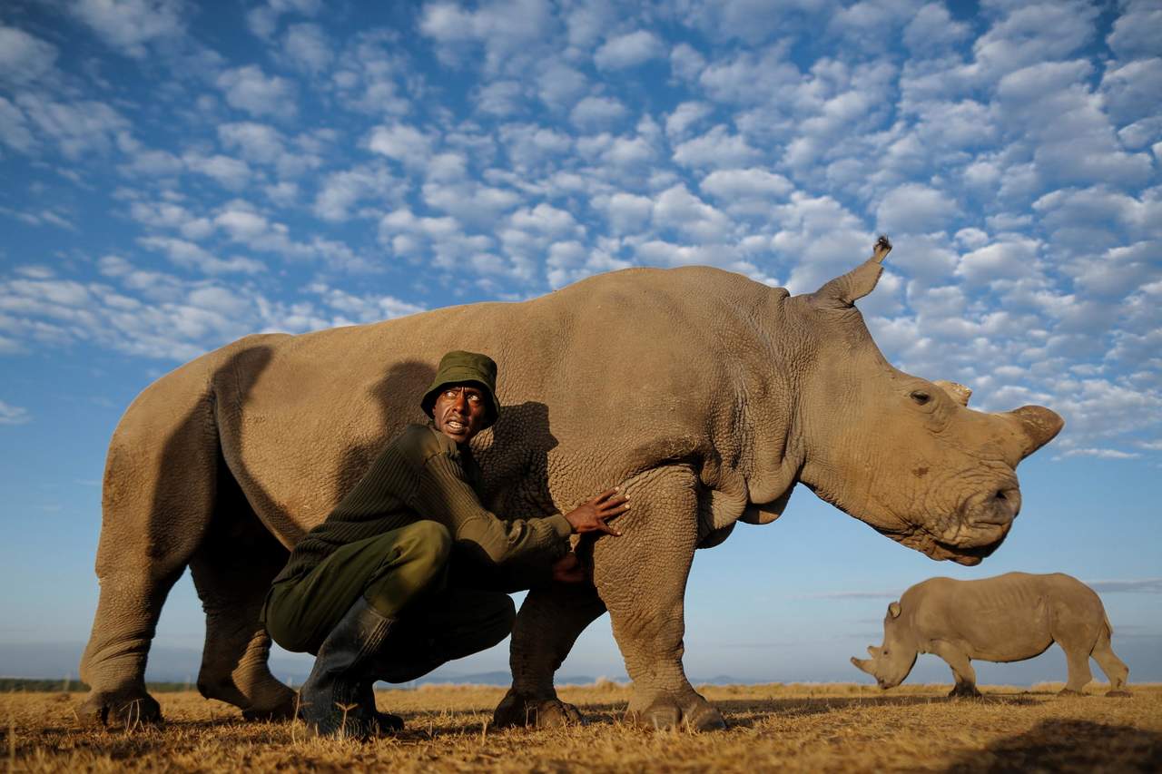 El último rinoceronte blanco del norte macho que quedaba en el mundo, llamado Sudán, fue ayer sacrificado tras agravarse significativamente la enfermedad que sufría desde hace varias semanas, según informó hoy la reserva natural keniana de Ol Pejeta donde vivía desde 2009. (EFE)
